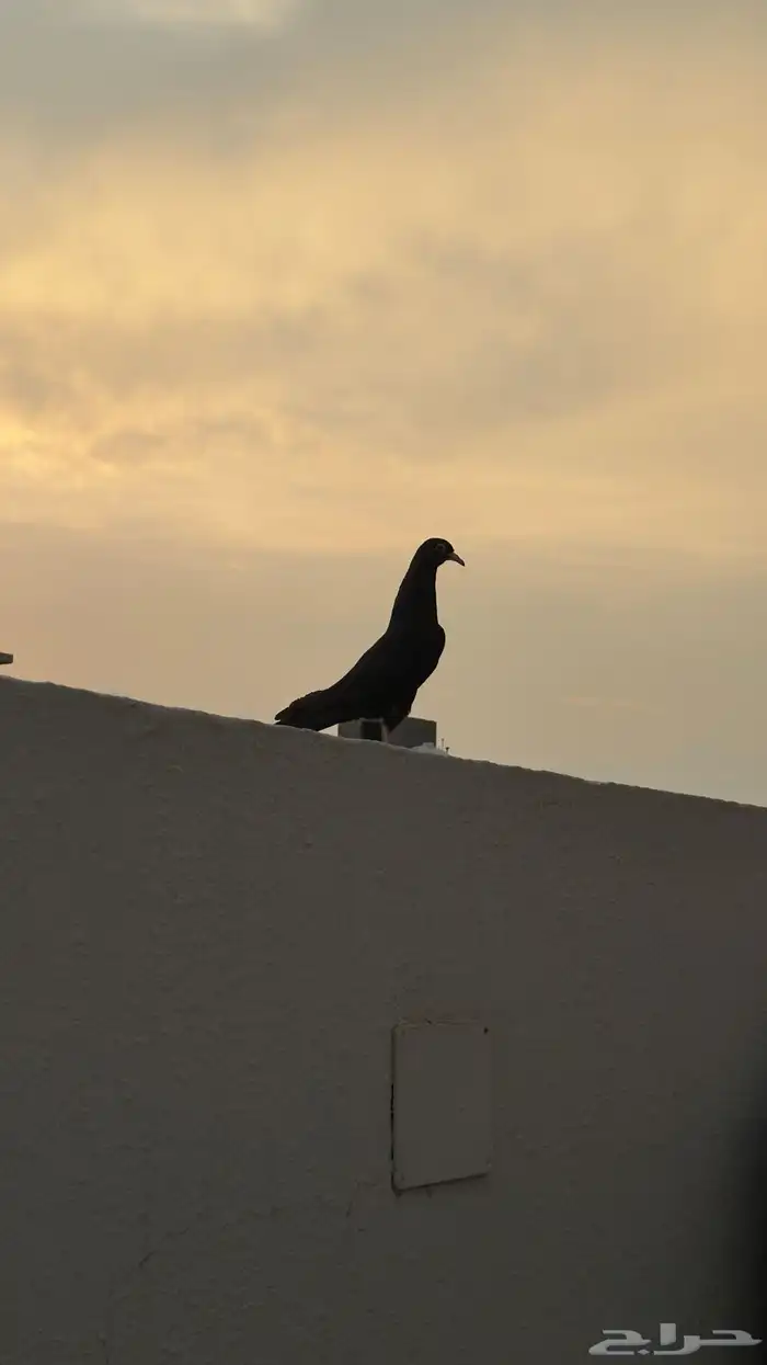 طبع رامبوري توب 2