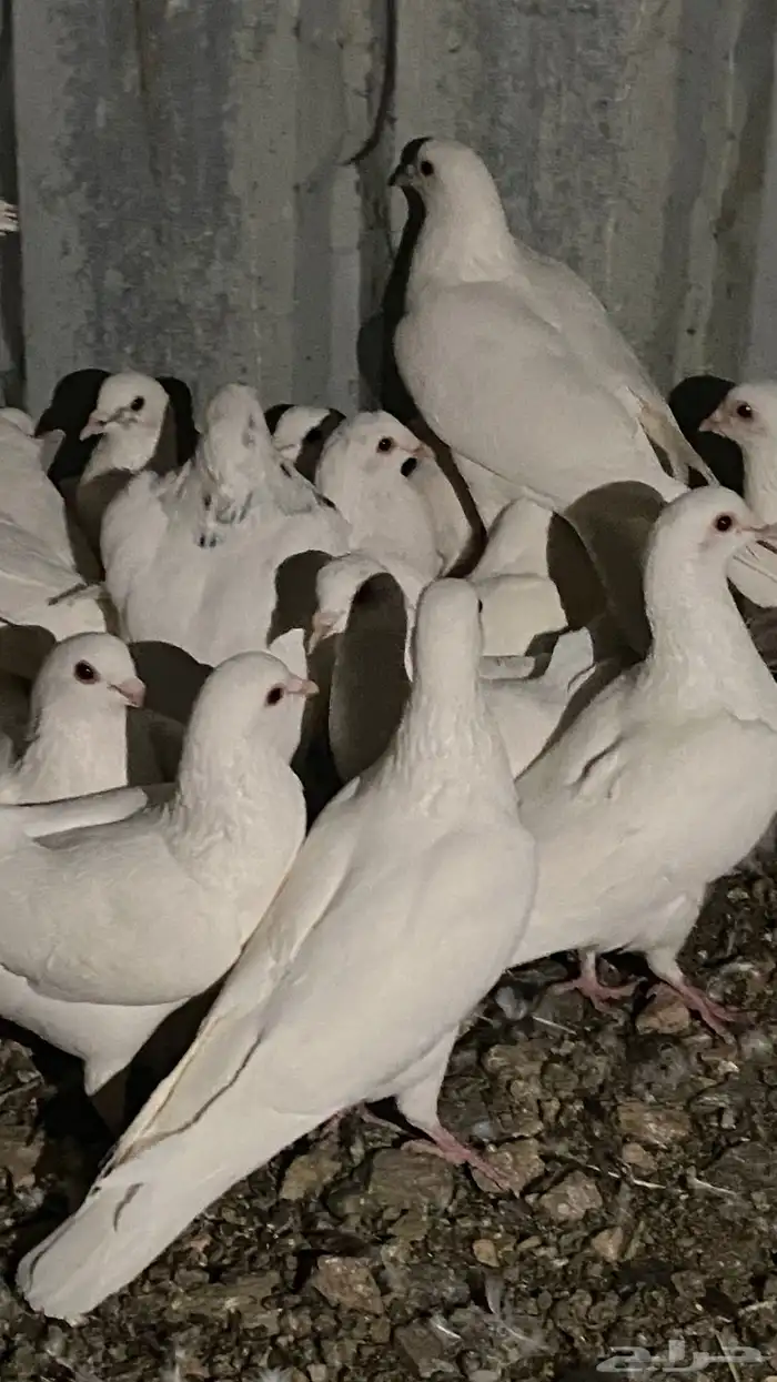 تم البيع الله يبارك لرعيه 5