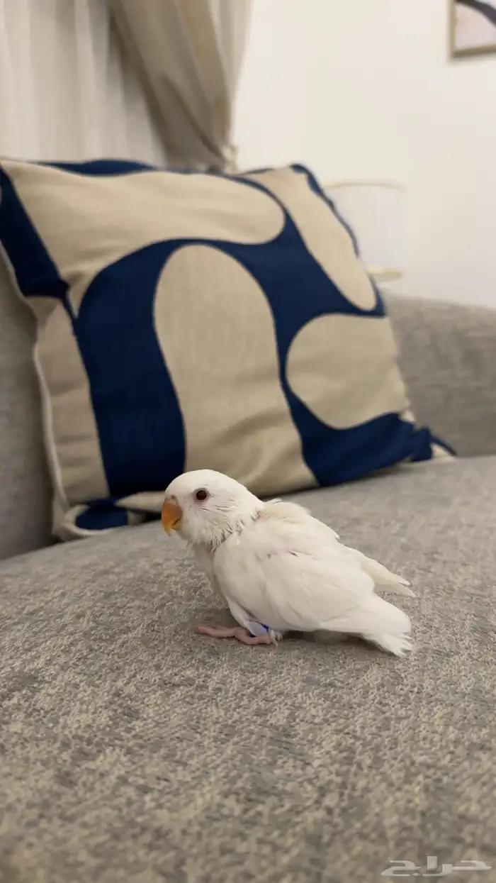 فروخ روز البينو(( نهاية غر )) 3