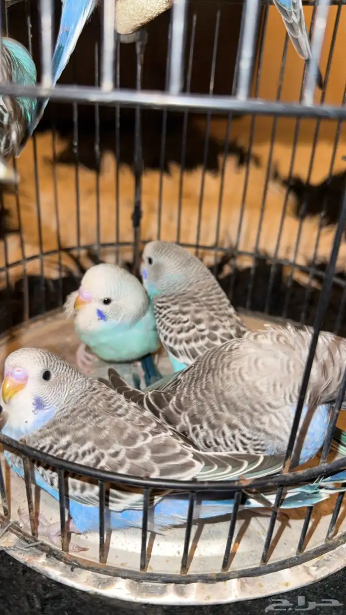 للبيع 7 فروخ بادجي معتمدين على نفسهم 0