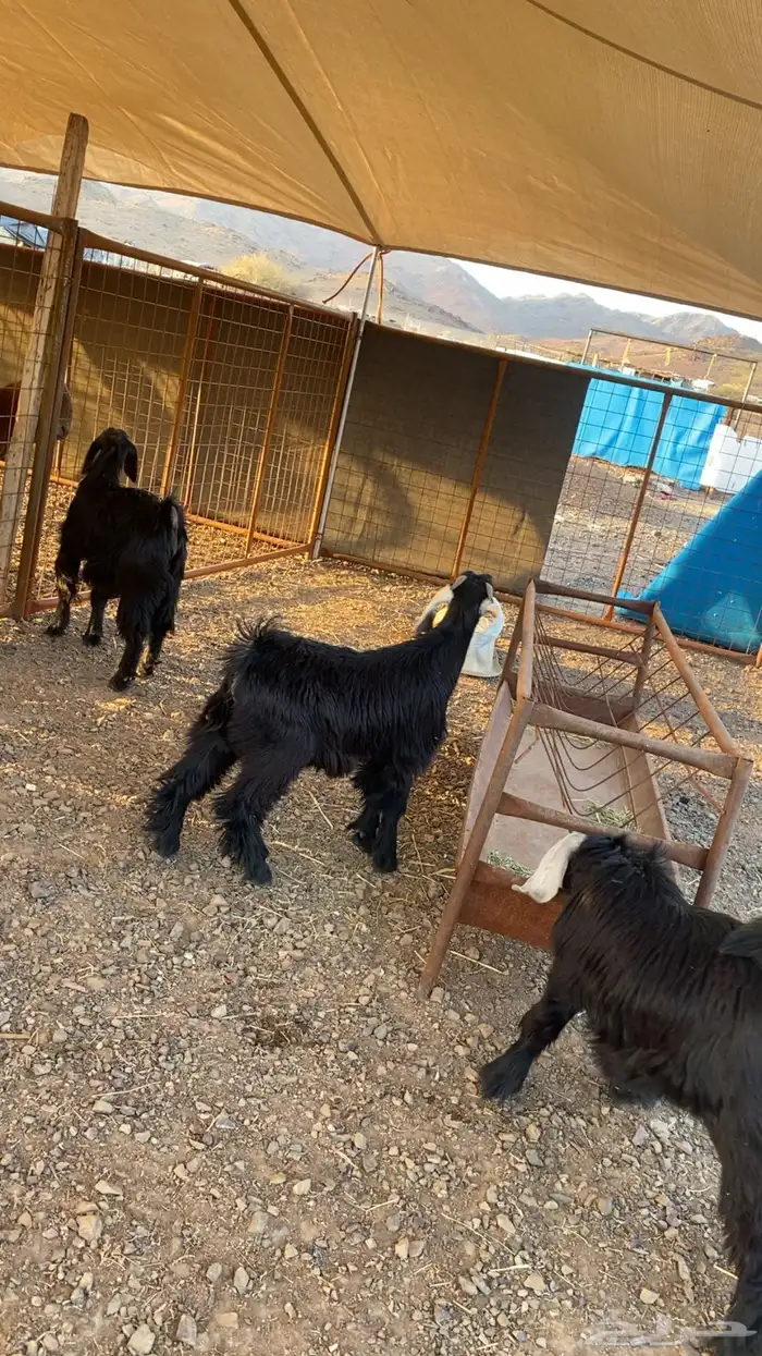 خرفان حرية وسواكن شحم 20