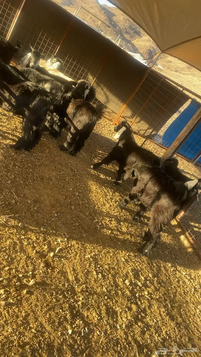 خرفان حرية وسواكن شحم 10