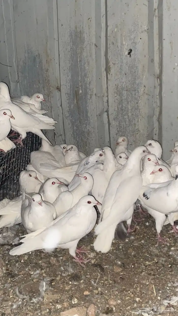 تم البيع الله يبارك لرعيه 6