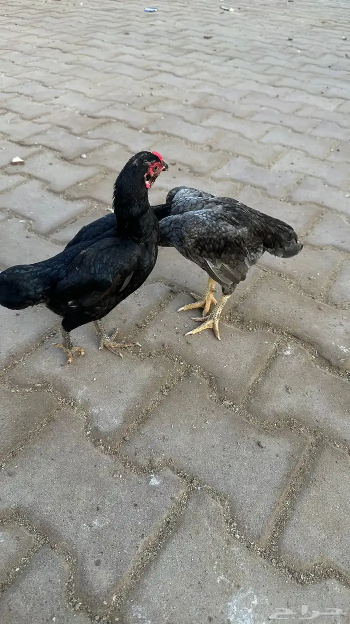 جوز كوشامو 3