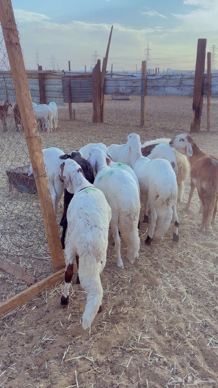 طليان سواكن فل شحم مرابي 4 شهور 3