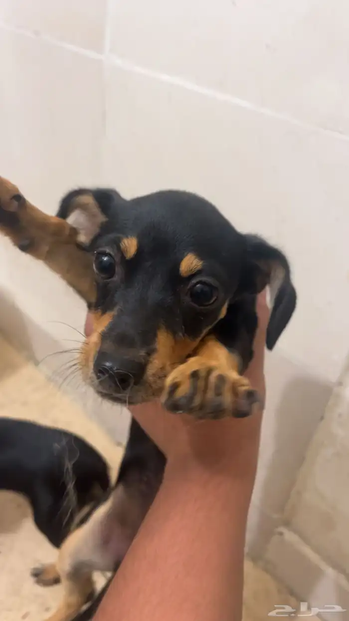 كلب شيواوا للبيع 2