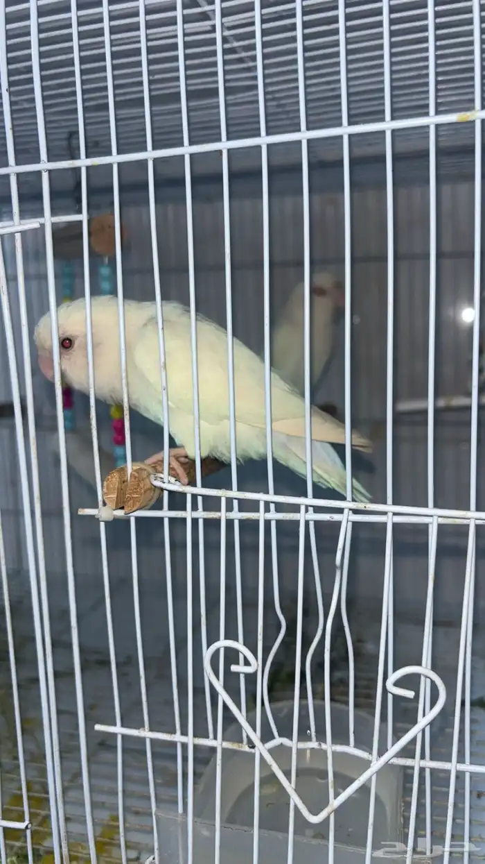 زوج روز منتج 0