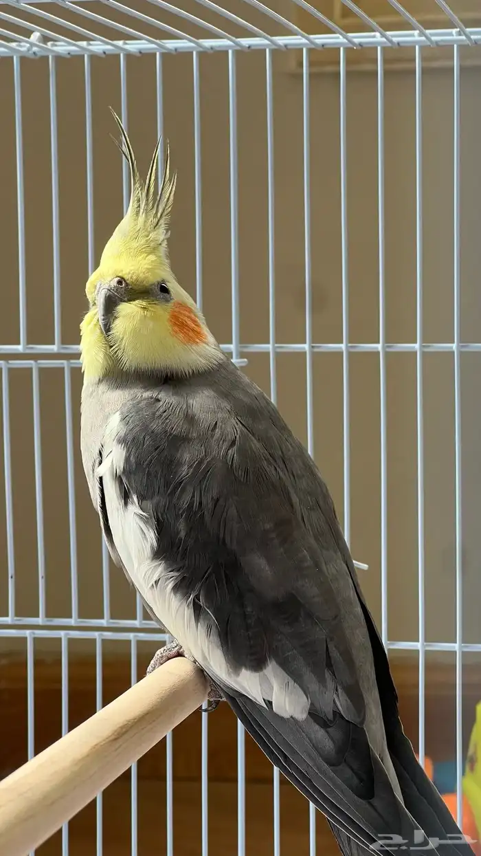 فندقة طيور 0