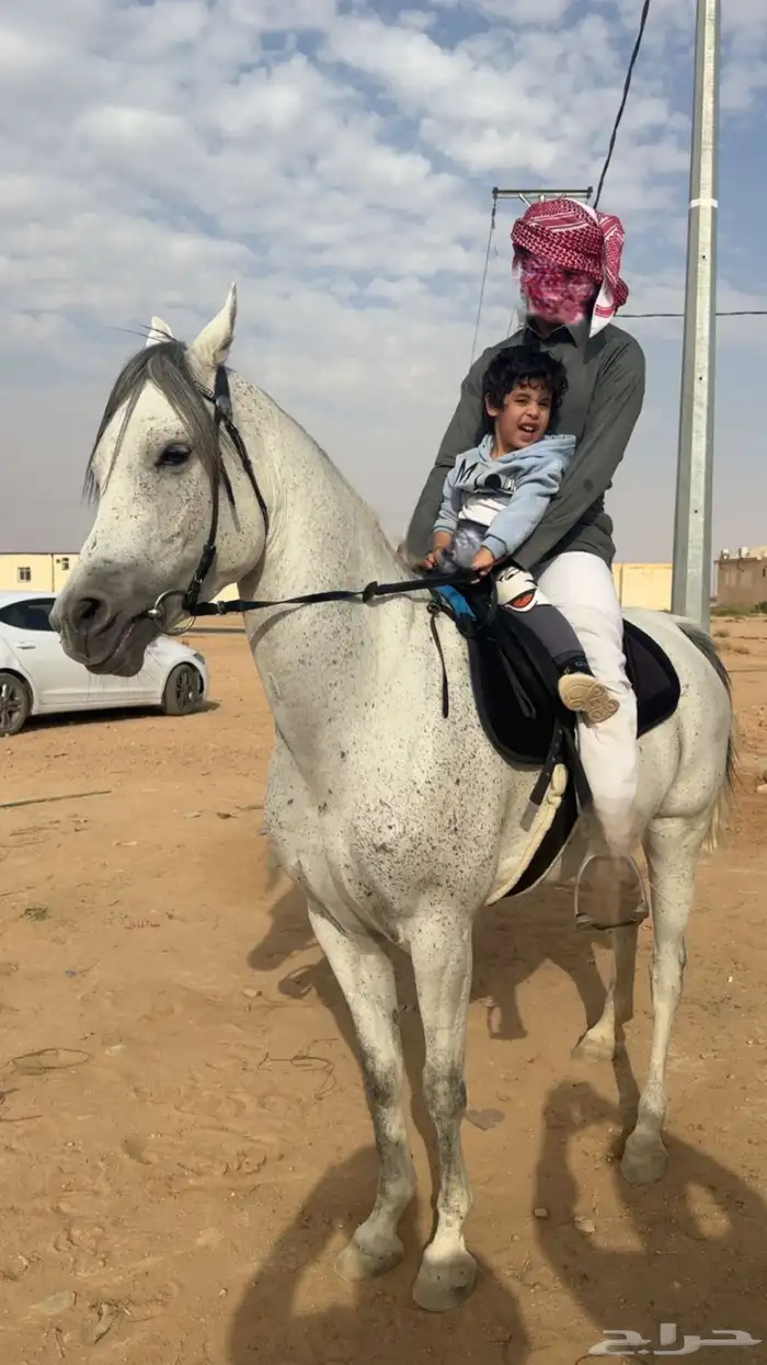 فرس شعبيه كفو 1