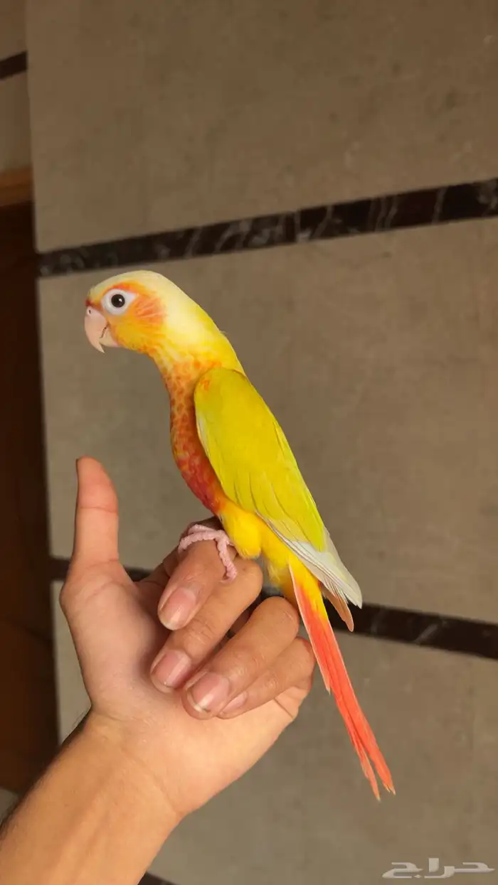 انثى كنيور صن شيك اليف وهدد محللة بشهادة 1