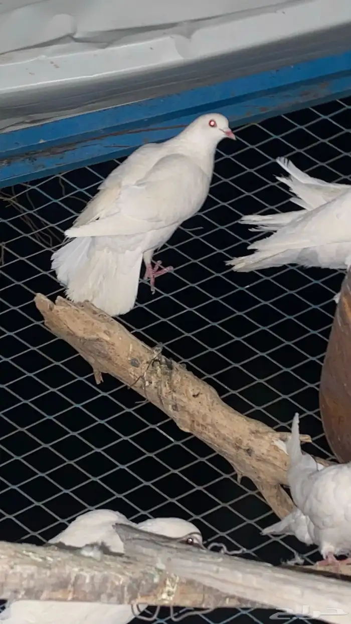 تم البيع الله يبارك لرعيه 9