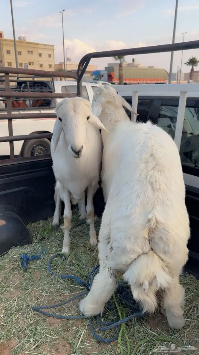 خروفين للبيع 0