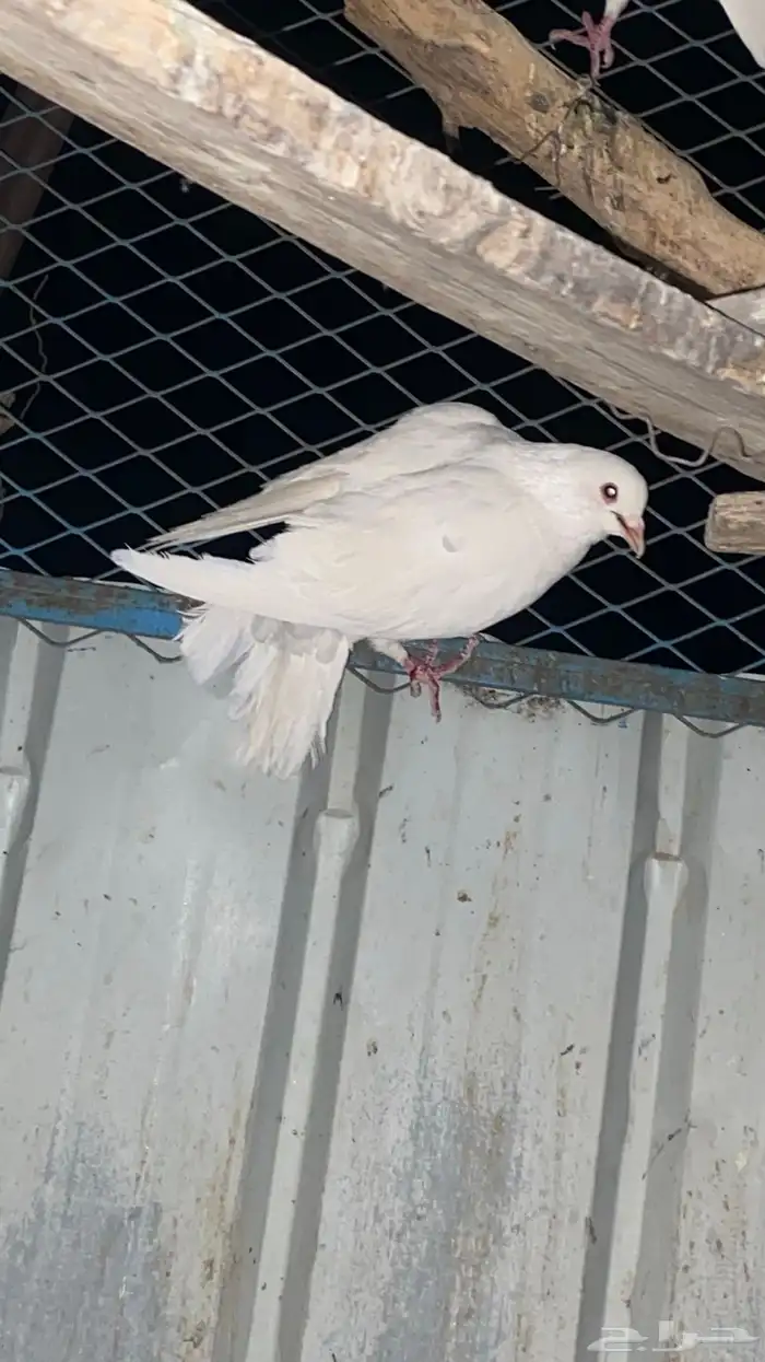 تم البيع الله يبارك لرعيه 3