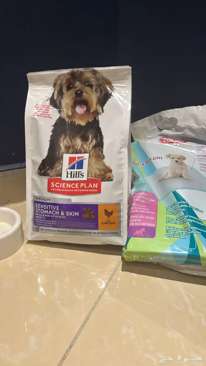 تيدي فايس Pomeranian بوميرانيان 6