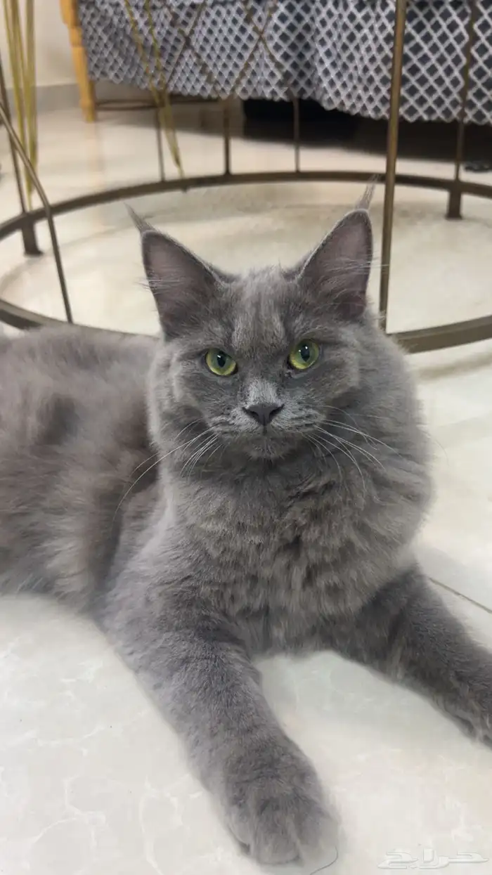 قطه شيرازي اسود فخمه 0
