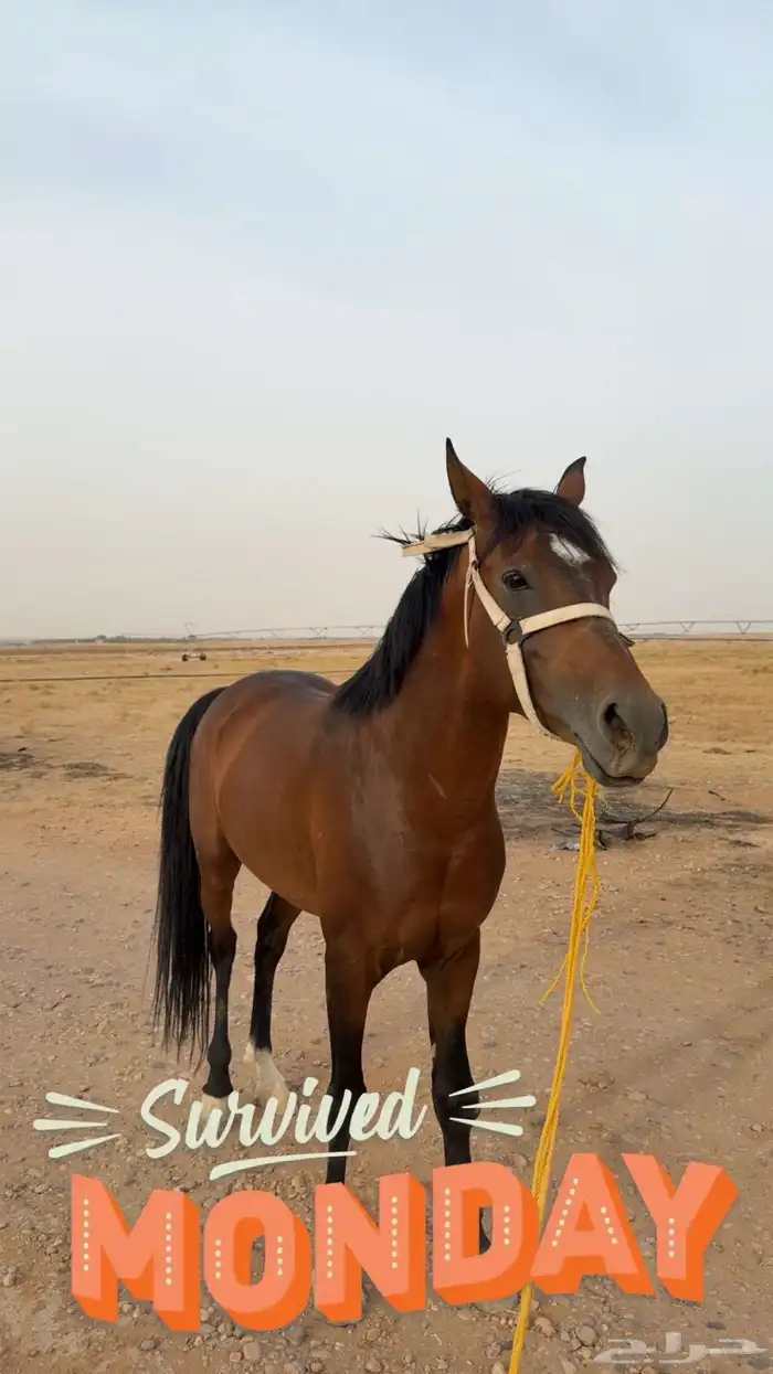 خيل شعبي 3