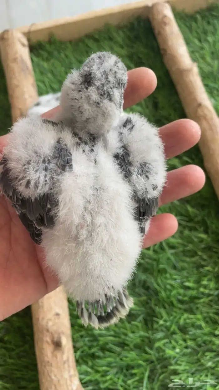 فروخ كويكر 6