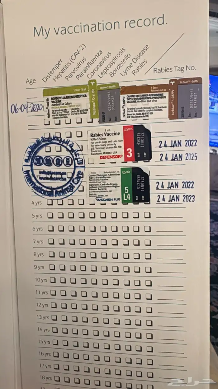 تيدي فايس Pomeranian بوميرانيان 5