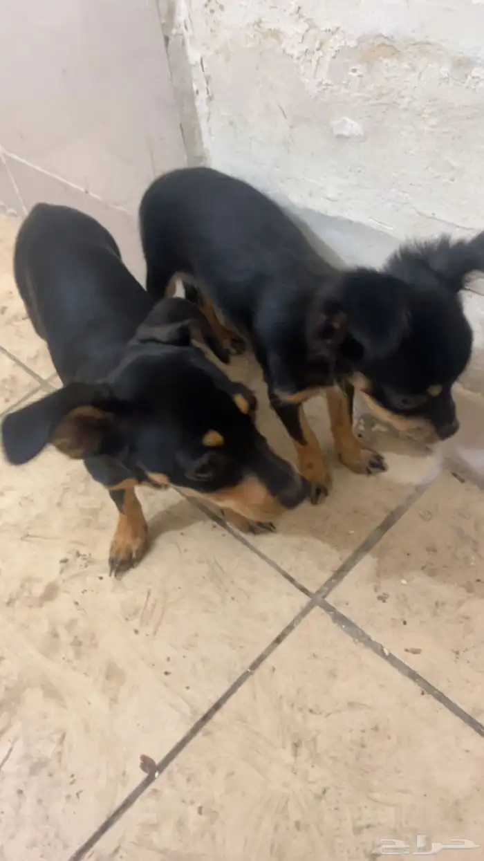 كلب شيواوا للبيع 0