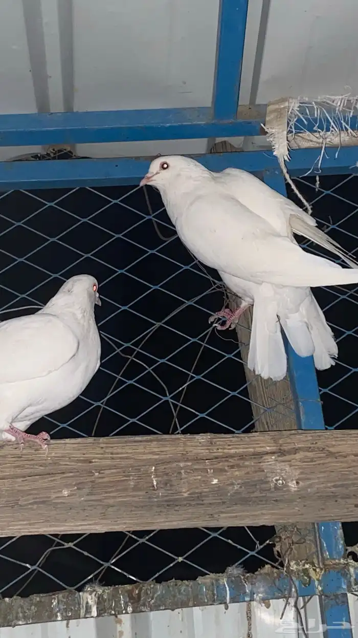 تم البيع الله يبارك لرعيه 8