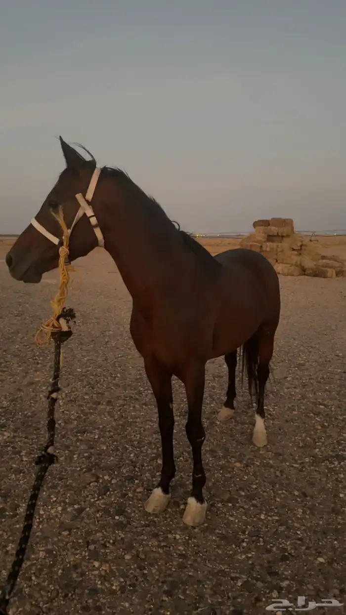 خيل شعبي 1