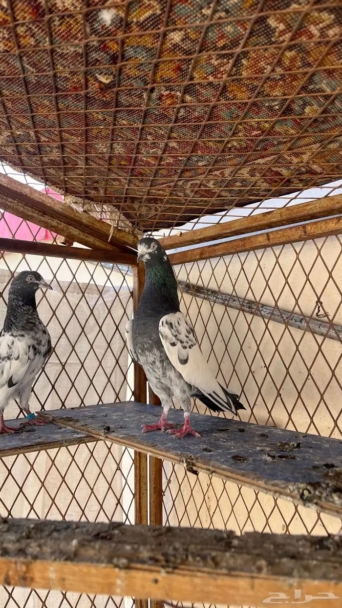 حمام تيدي بيور 0