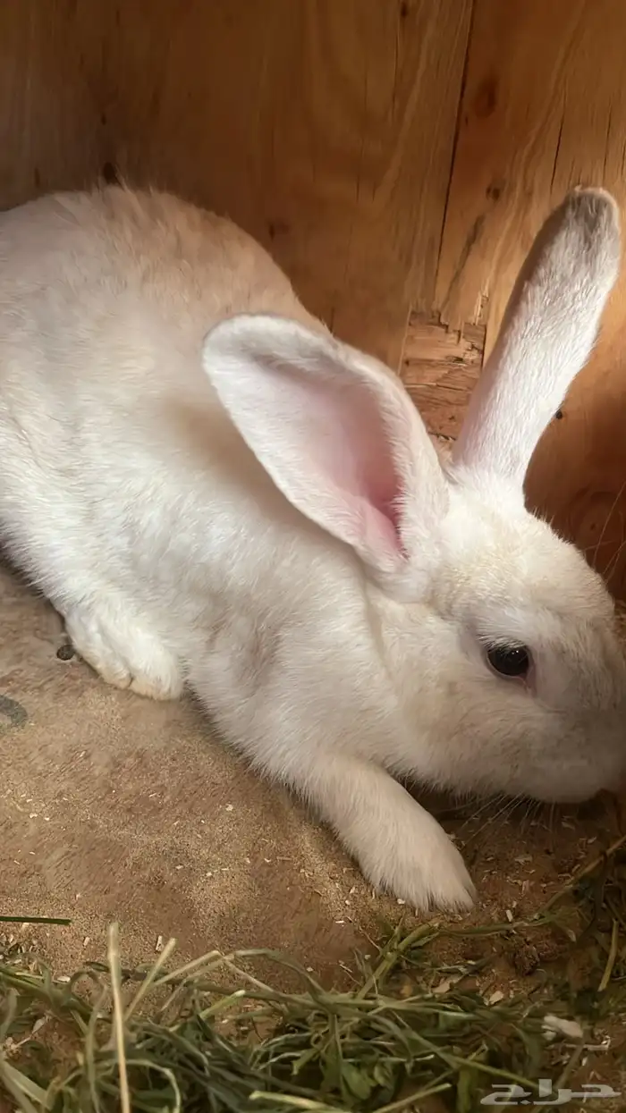 ارانب بلدي منتجه 0