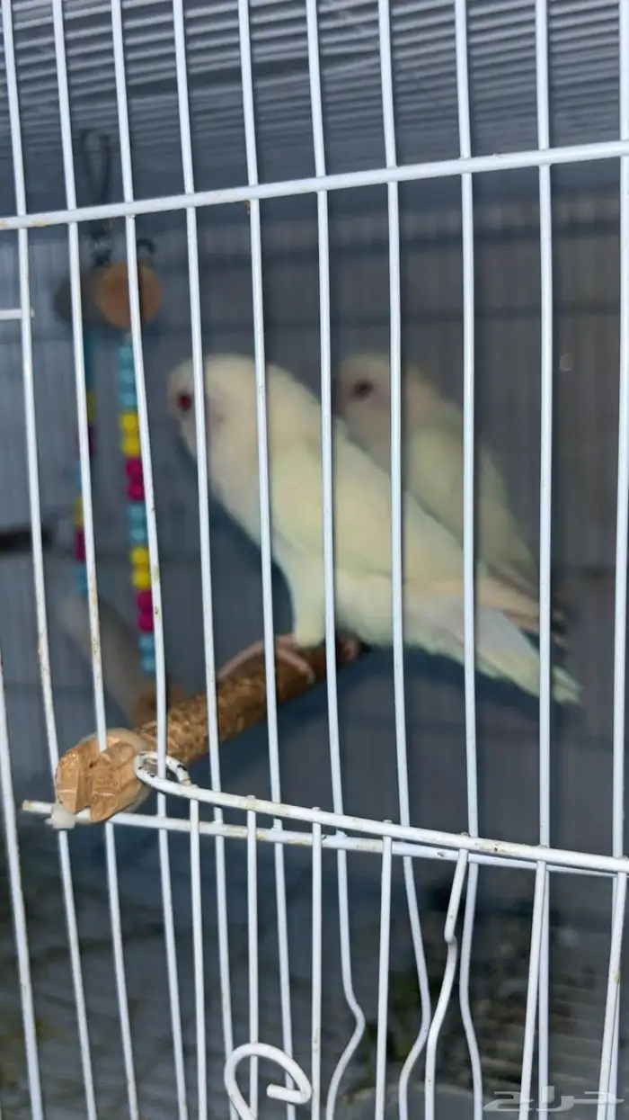 زوج روز منتج 2