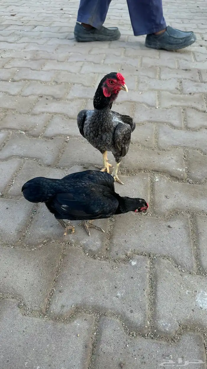 جوز كوشامو 4