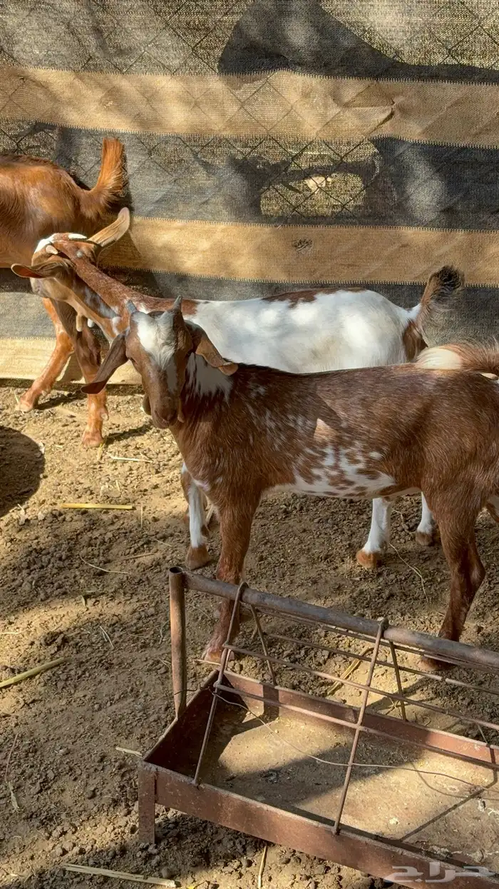 2تيوس الموقع الشقيق 0