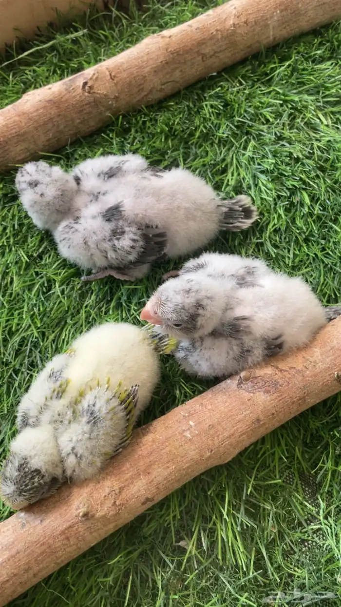 فروخ كويكر 3