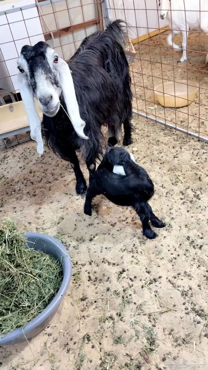 عنز عارضيه صافه شبب تحتها جفره 1