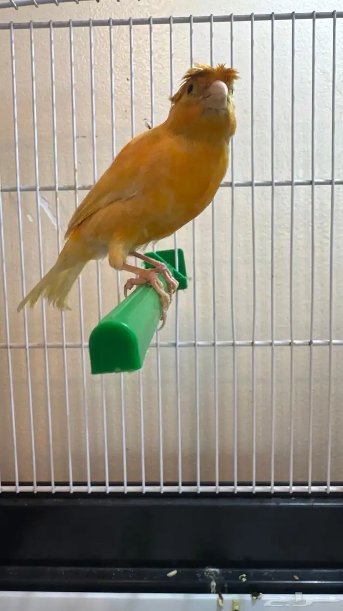 ذكر كناري تغريد 1