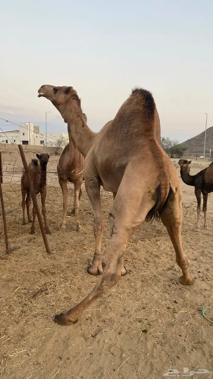 بعير رباع مشروط 1