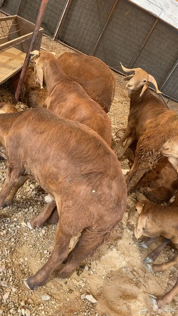 خرفان حرية وسواكن شحم 25