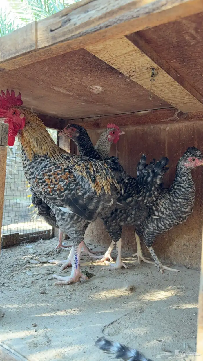 للبيع دجاج فيومي 2