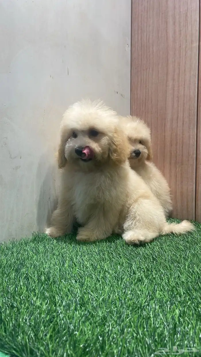 جراء توي بودل اناث 4