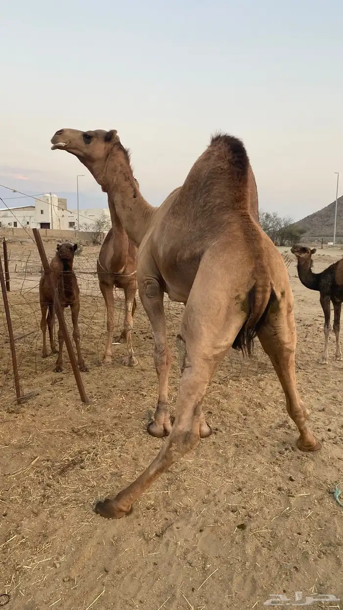 بعير رباع مشروط 0