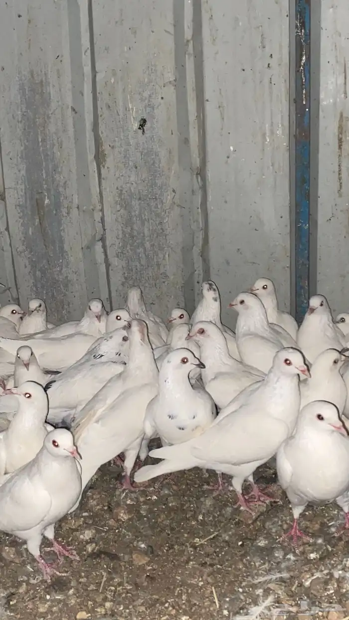 تم البيع الله يبارك لرعيه 7