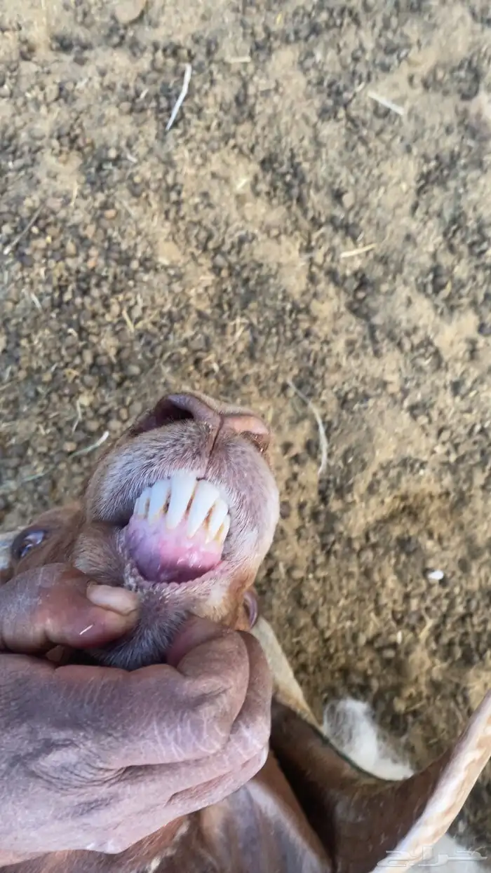 فحل مشروط نعيمي 3