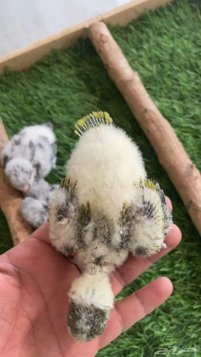 فروخ كويكر 5