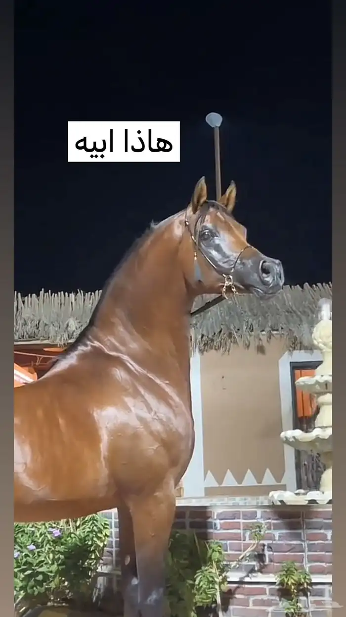 مهر. كفو الاب جنس جوي 2