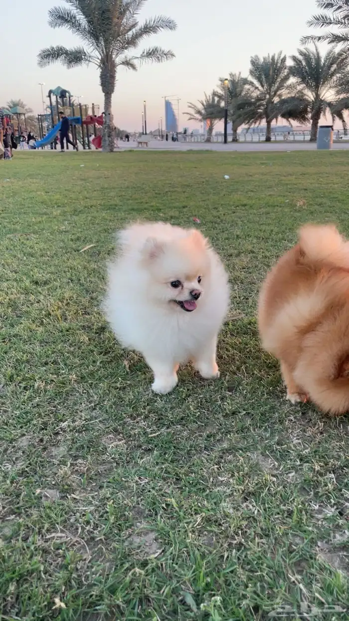 ذكر بومرينيان تي كب 1