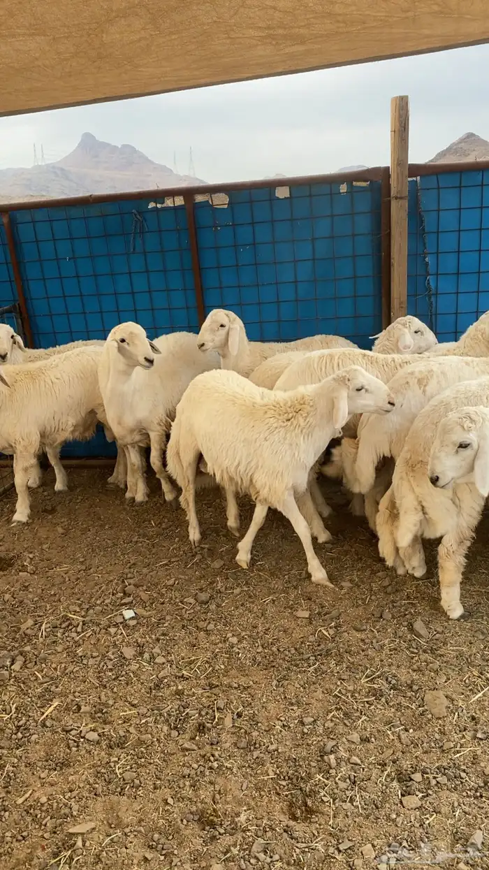 خرفان حرية وسواكن شحم 6