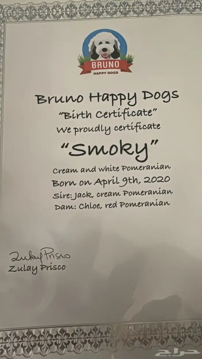 تيدي فايس Pomeranian بوميرانيان 4