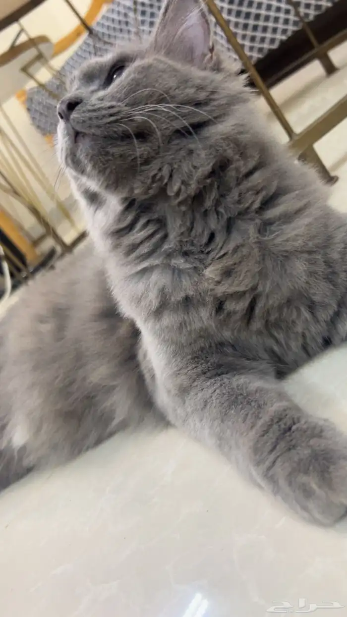 قطه شيرازي اسود فخمه 1