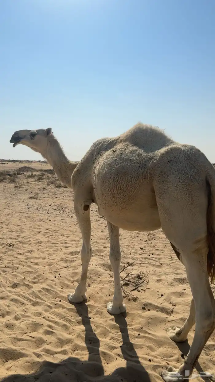 لقحه وضحا للبيع 0