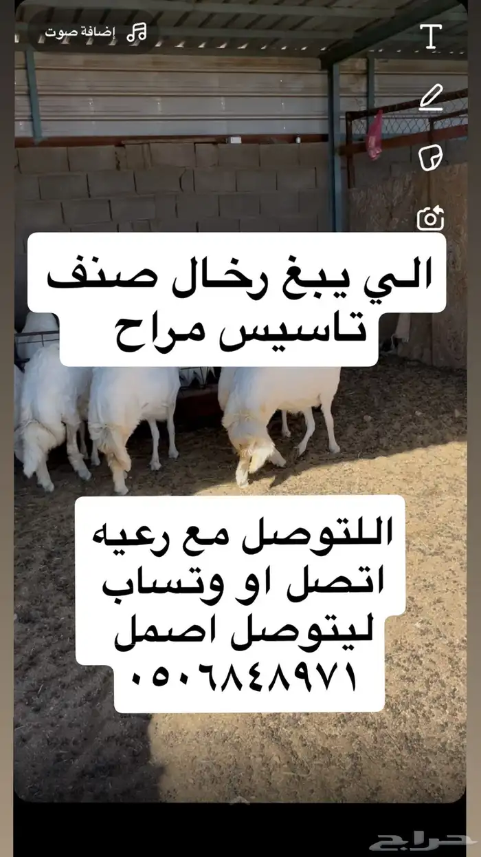 رخال صنف مقنوي 7