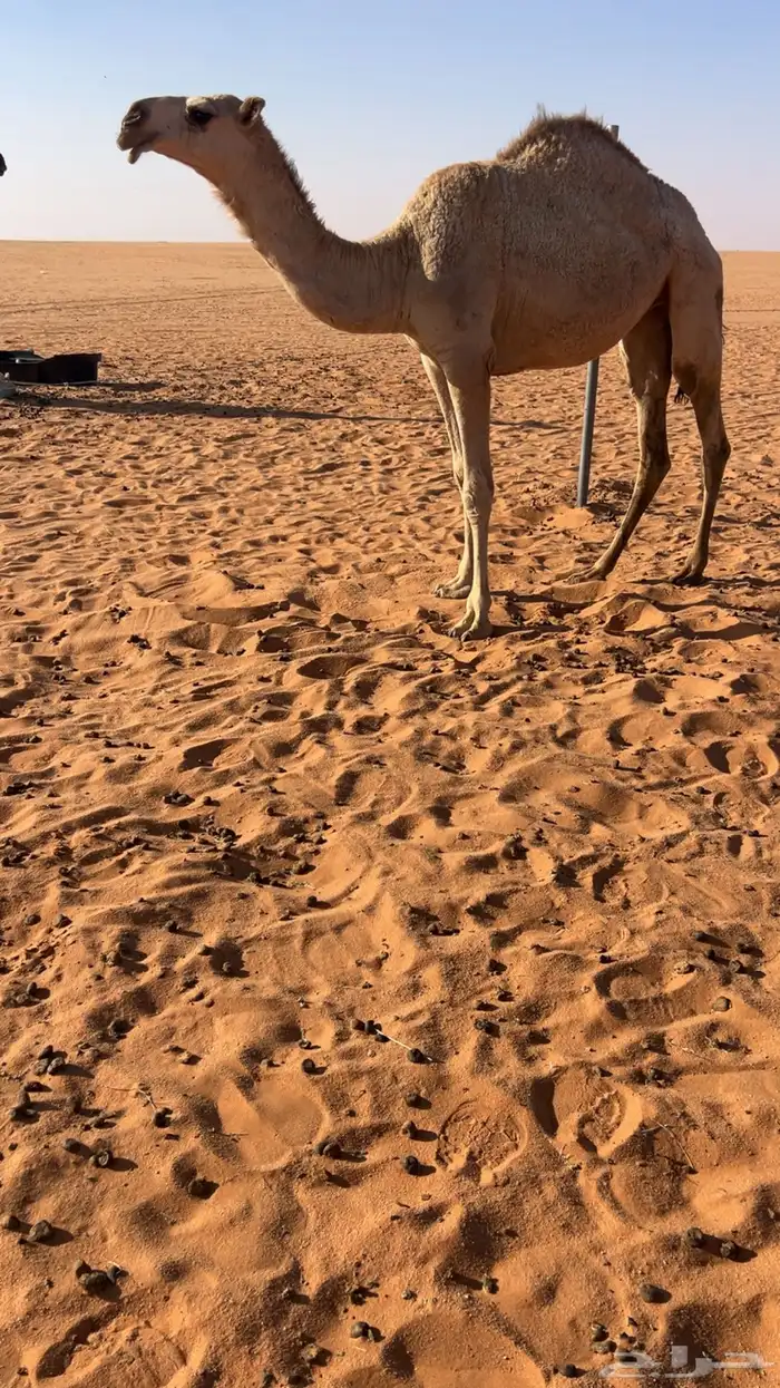 بكره شقحاء 0