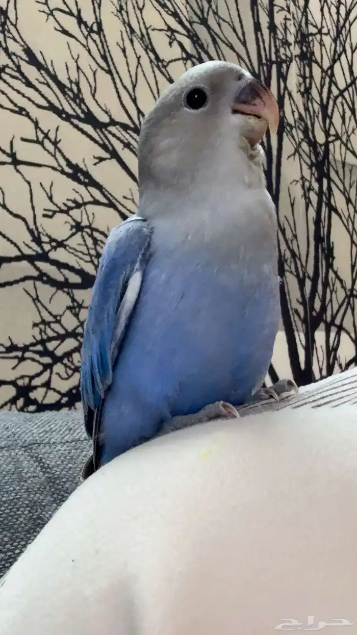 فرخ روز - تم البيع 0